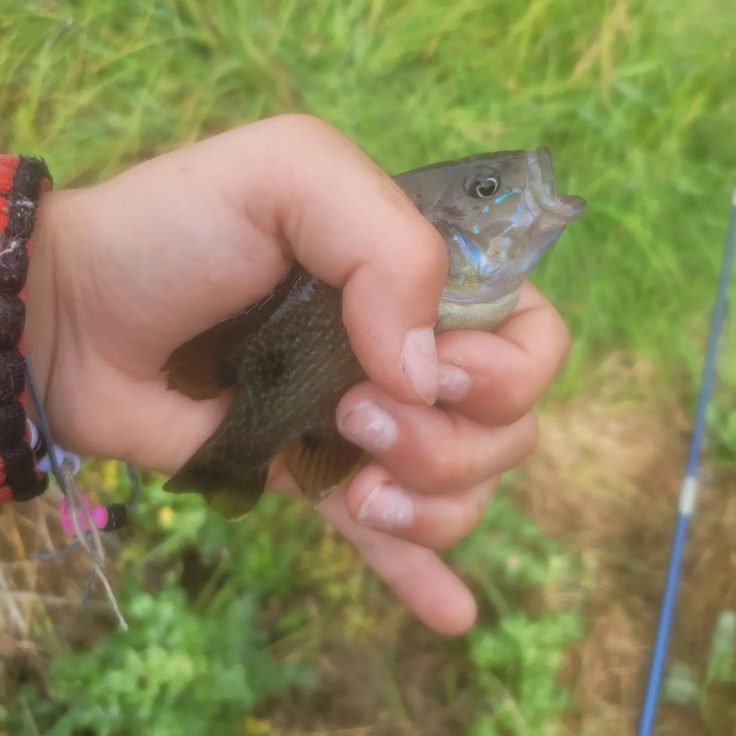 Fish caught on Fishbrain