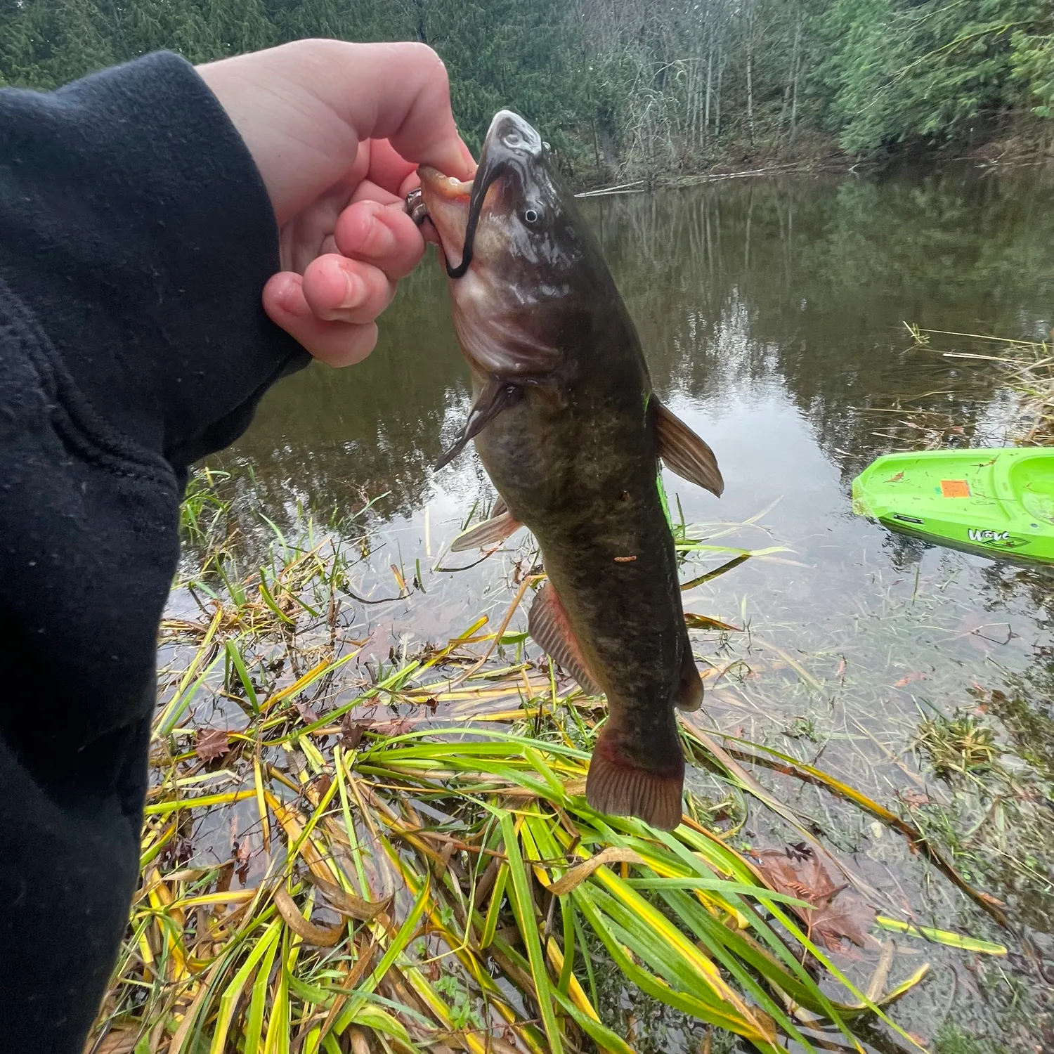 The most recent Brown bullhead catches on Fishbrain