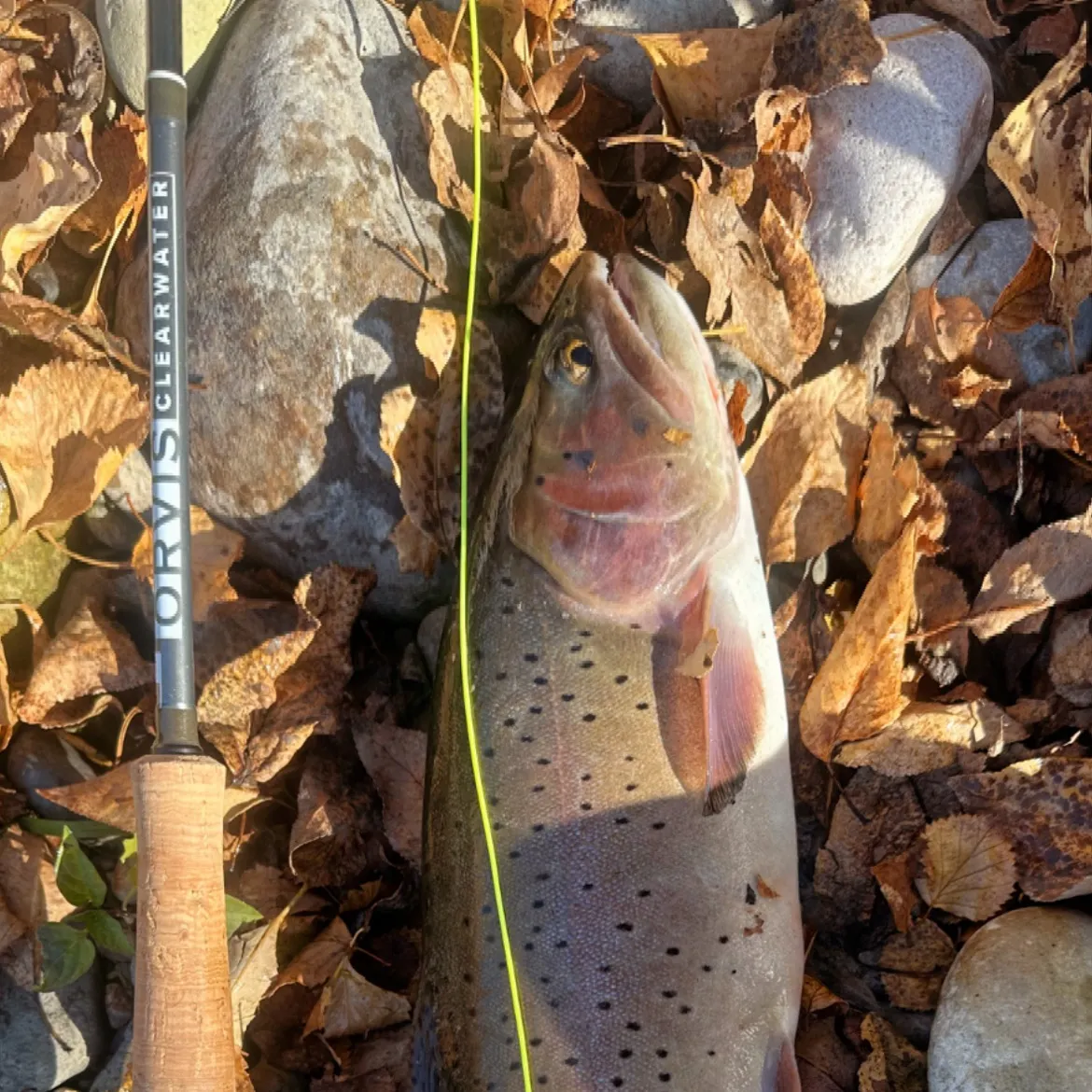The most recent Cutthroat trout catches on Fishbrain