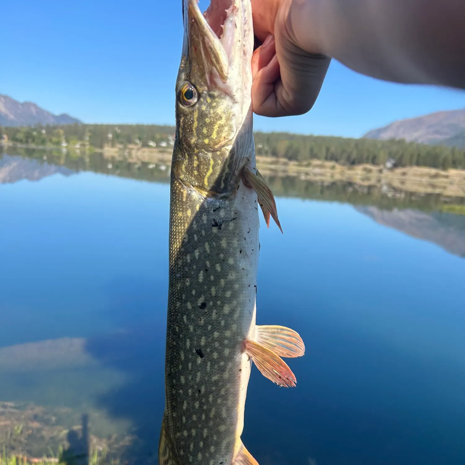 Northern pike caught on Fishbrain
