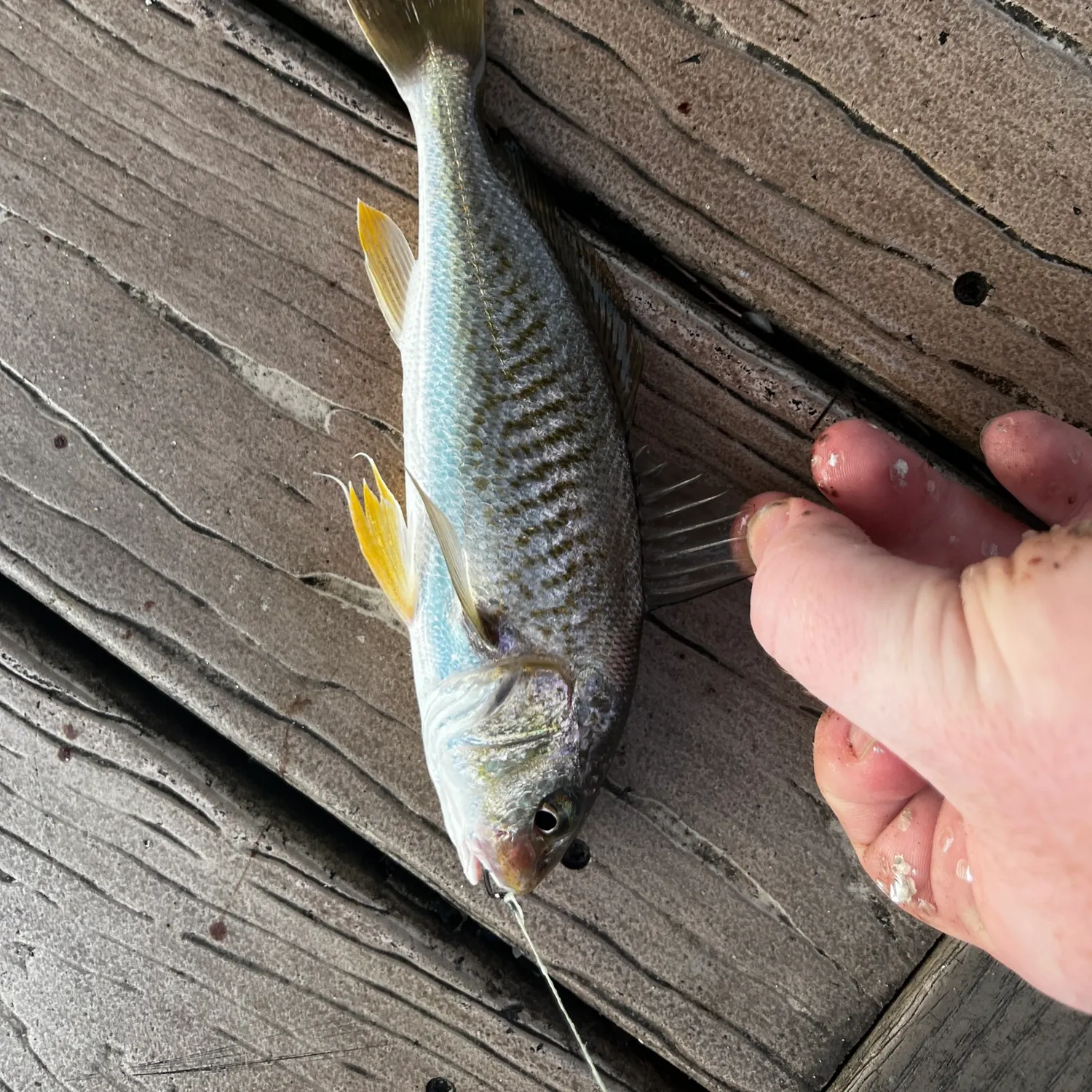 Atlantic croaker caught on Fishbrain