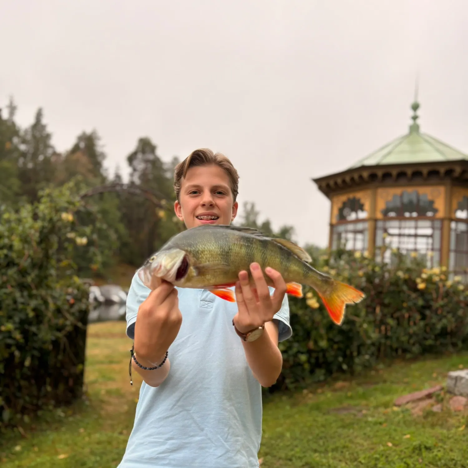 European perch caught on Fishbrain