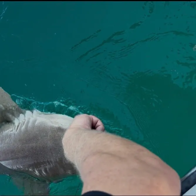 The most recent Nurse shark catches on Fishbrain