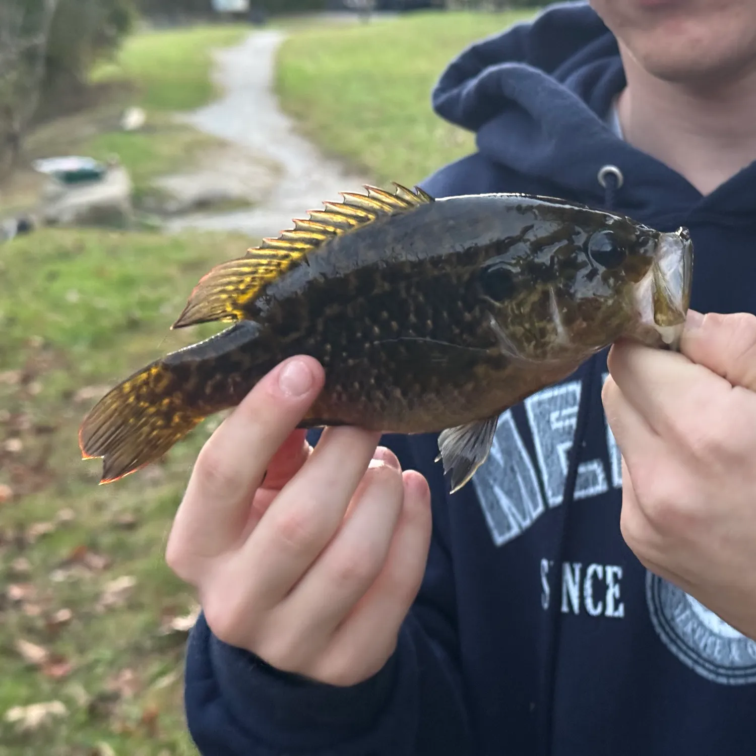 Warmouth caught on Fishbrain