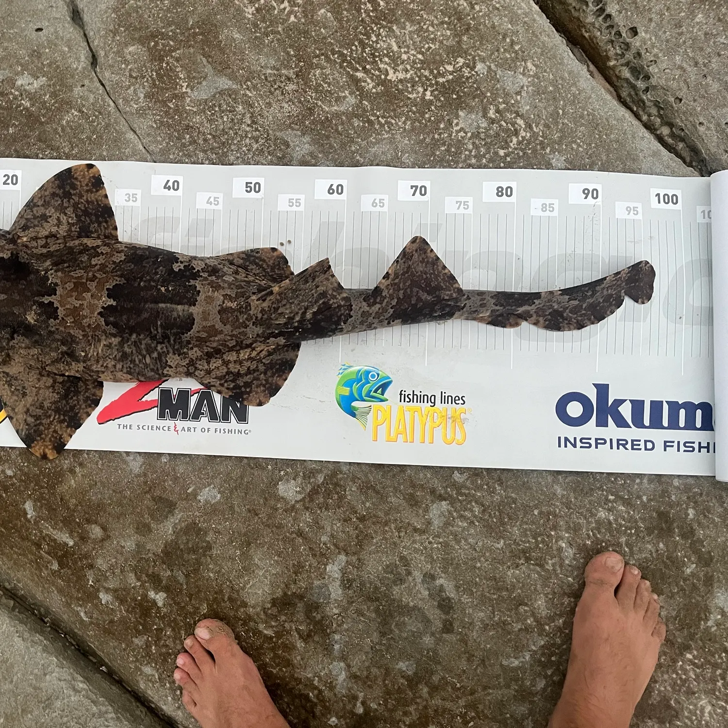 The most recent Spotted wobbegong catches on Fishbrain
