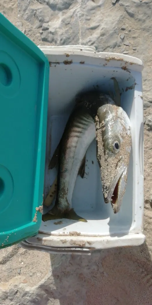 Post image from Zaeem