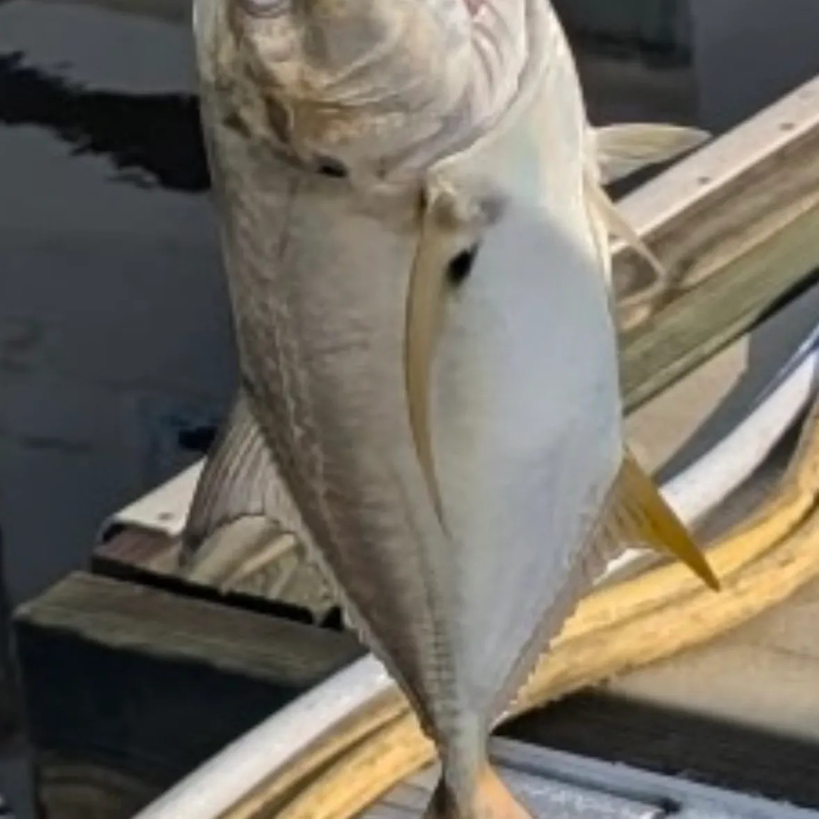 The most recent Pacific crevalle jack catches on Fishbrain
