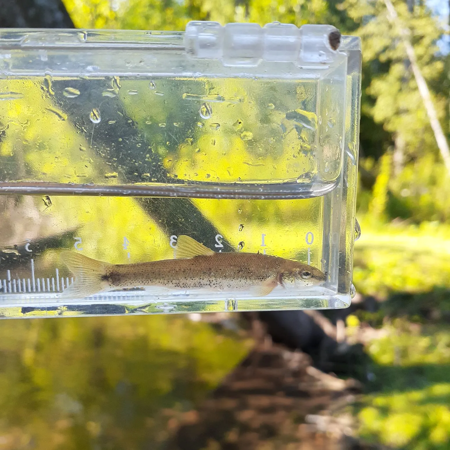 The most recent Longnose dace catches on Fishbrain