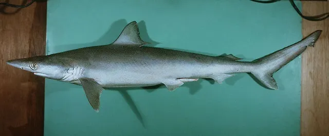 Milk shark