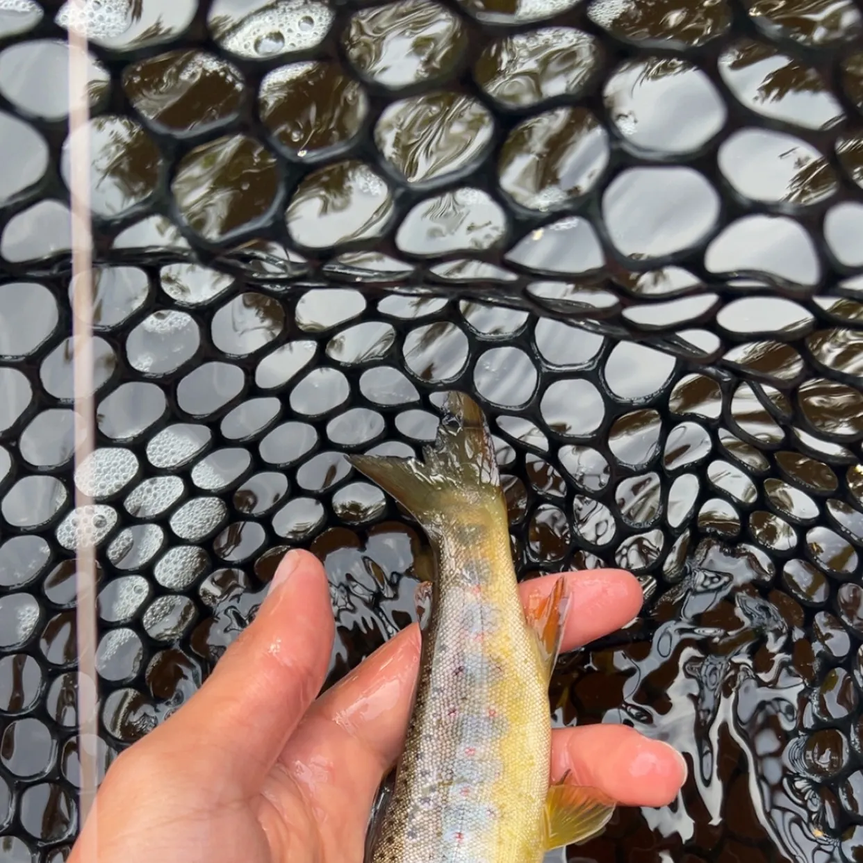 The most recent Brown trout catches on Fishbrain
