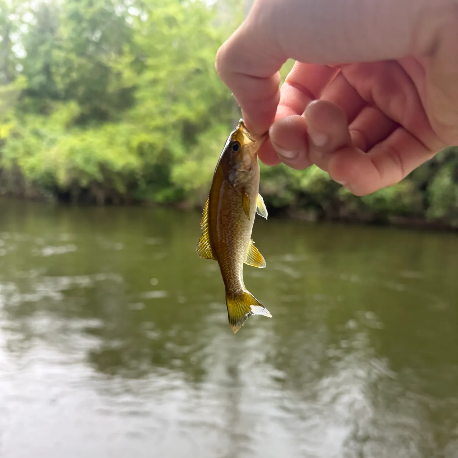 Smallmouth bass caught on Fishbrain