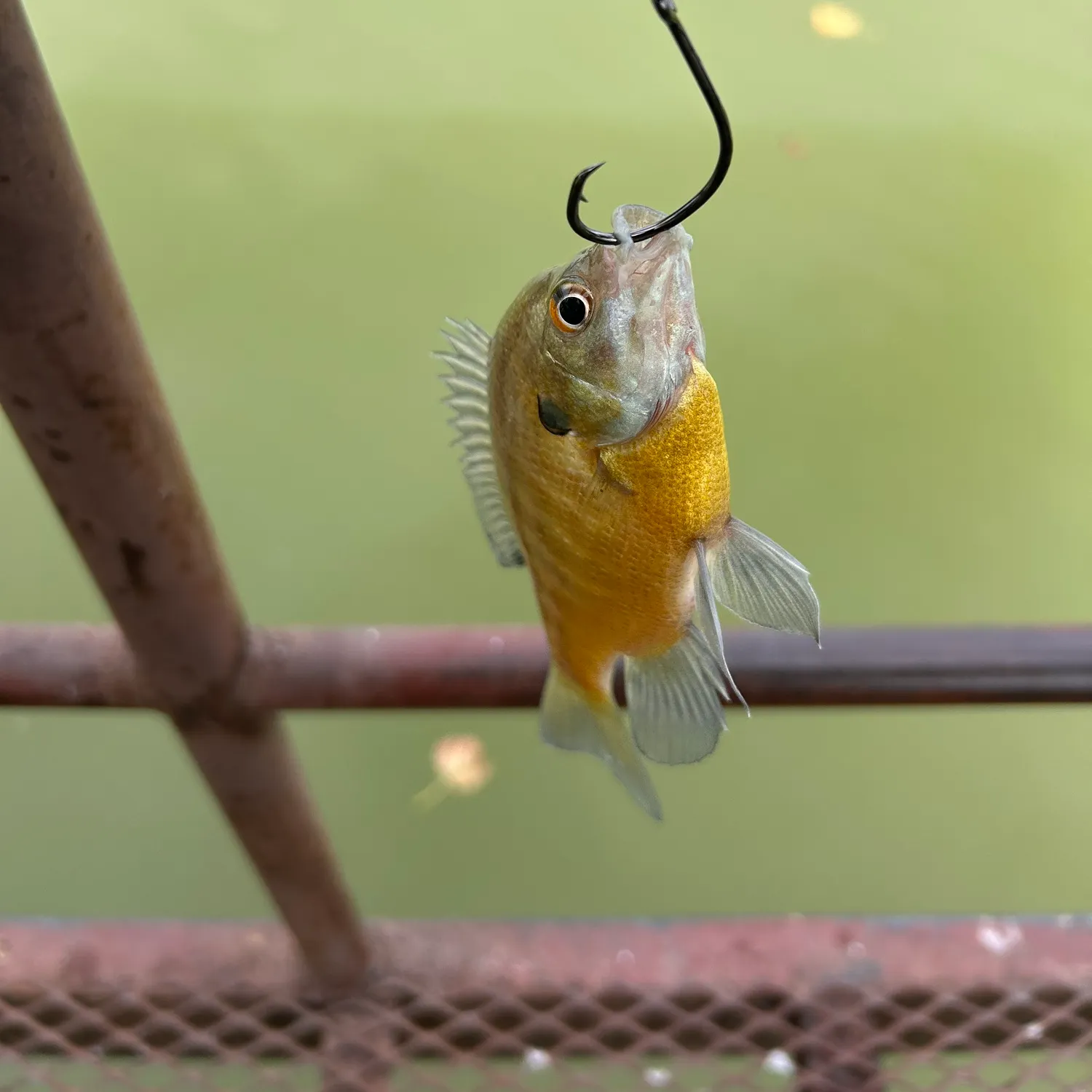 Bluegill caught on Fishbrain