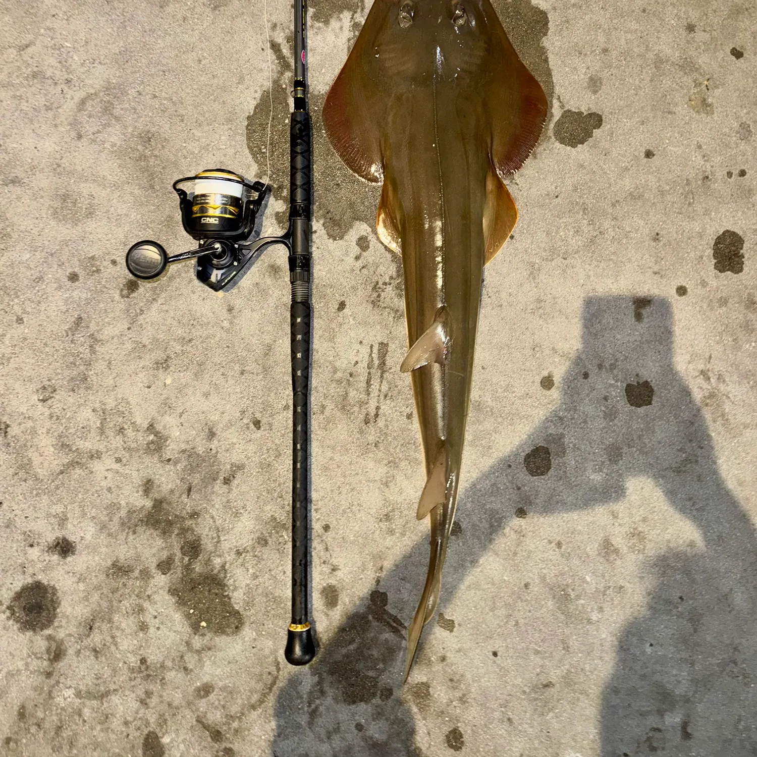 The most recent Pacific shovelnose guitarfish catches on Fishbrain