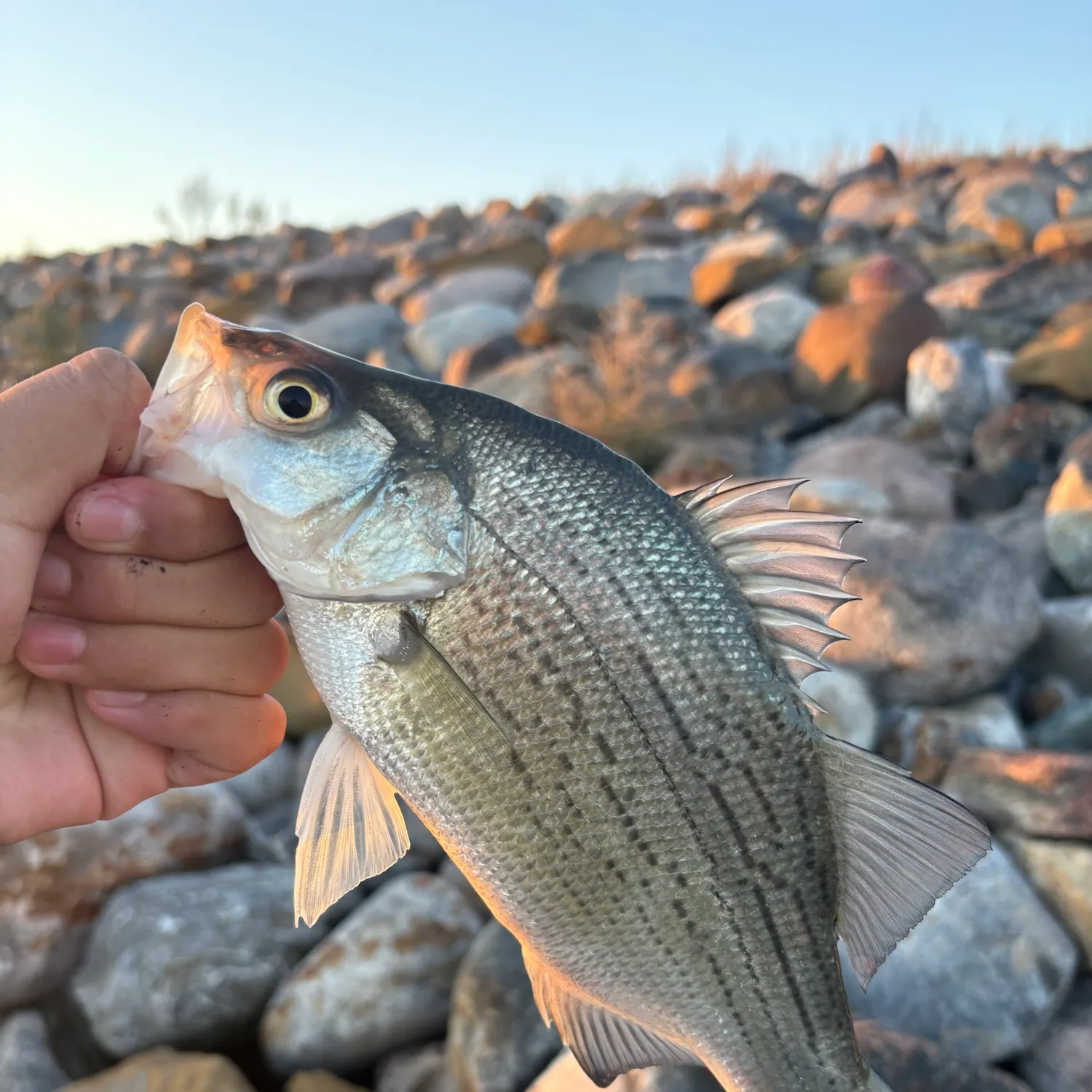 White bass caught on Fishbrain