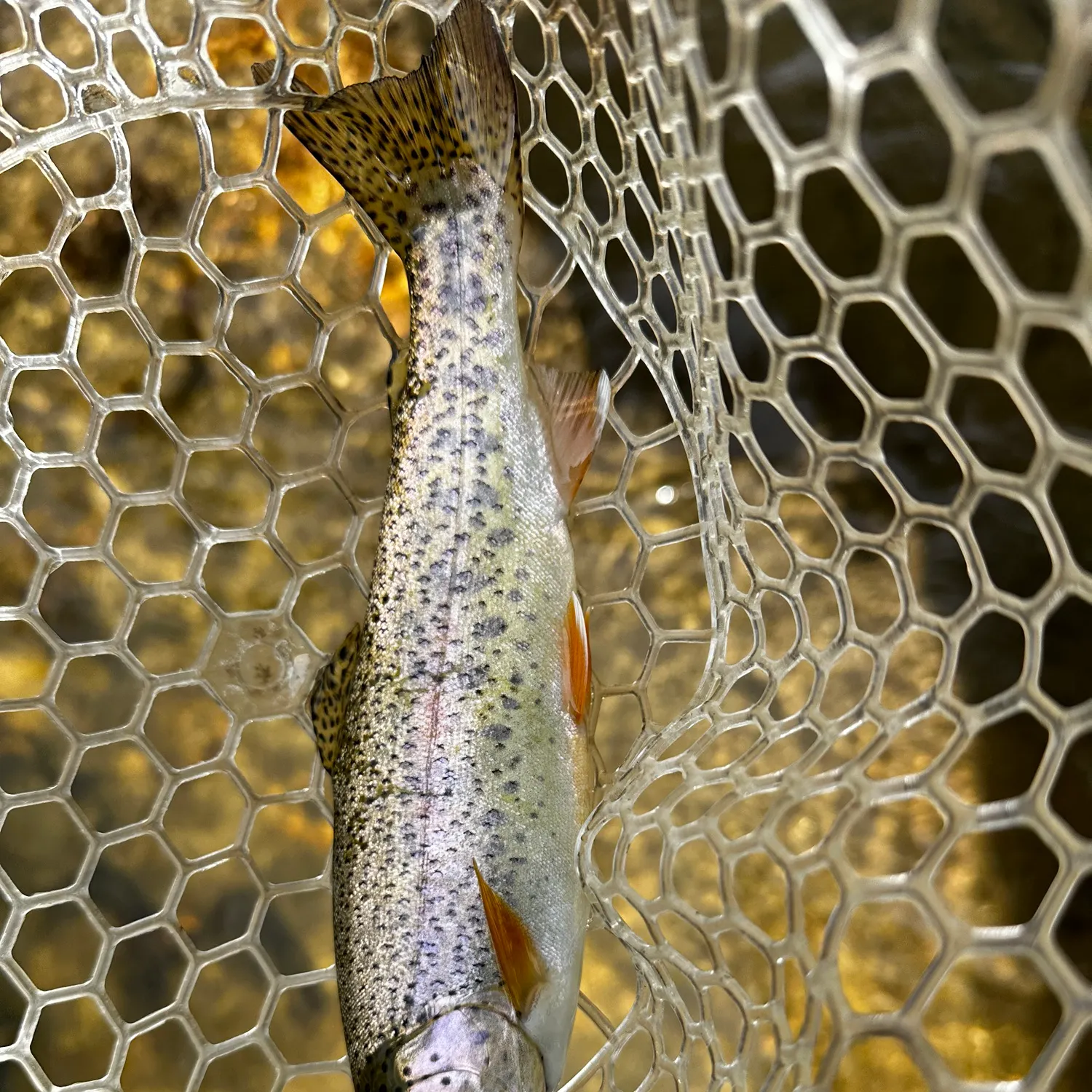 angler catch