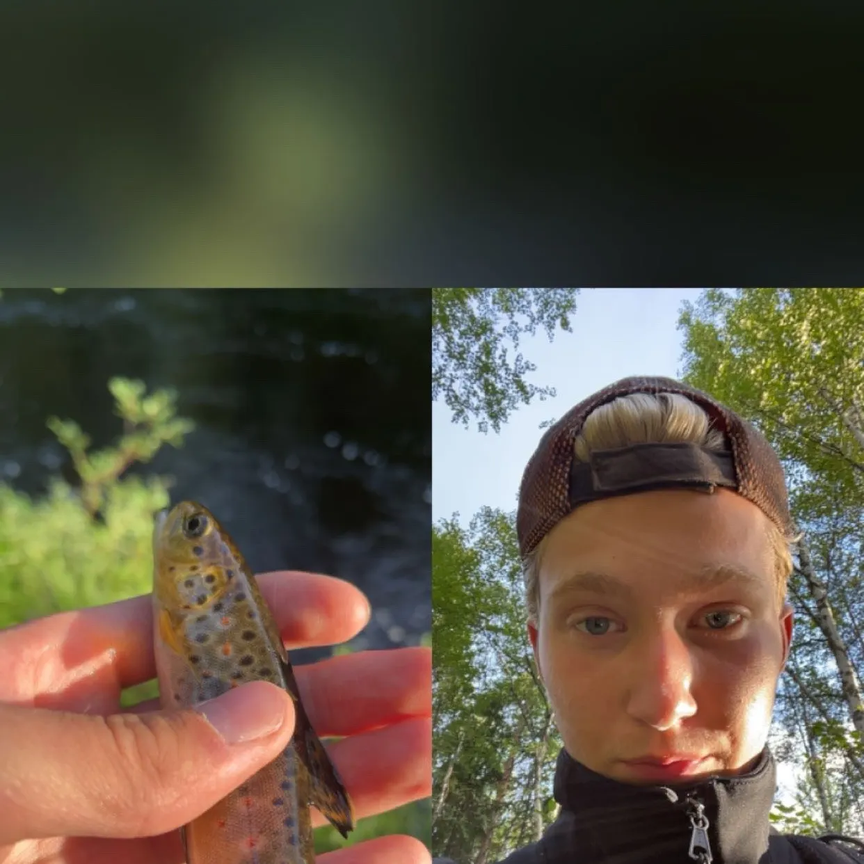 Brown trout caught on Fishbrain