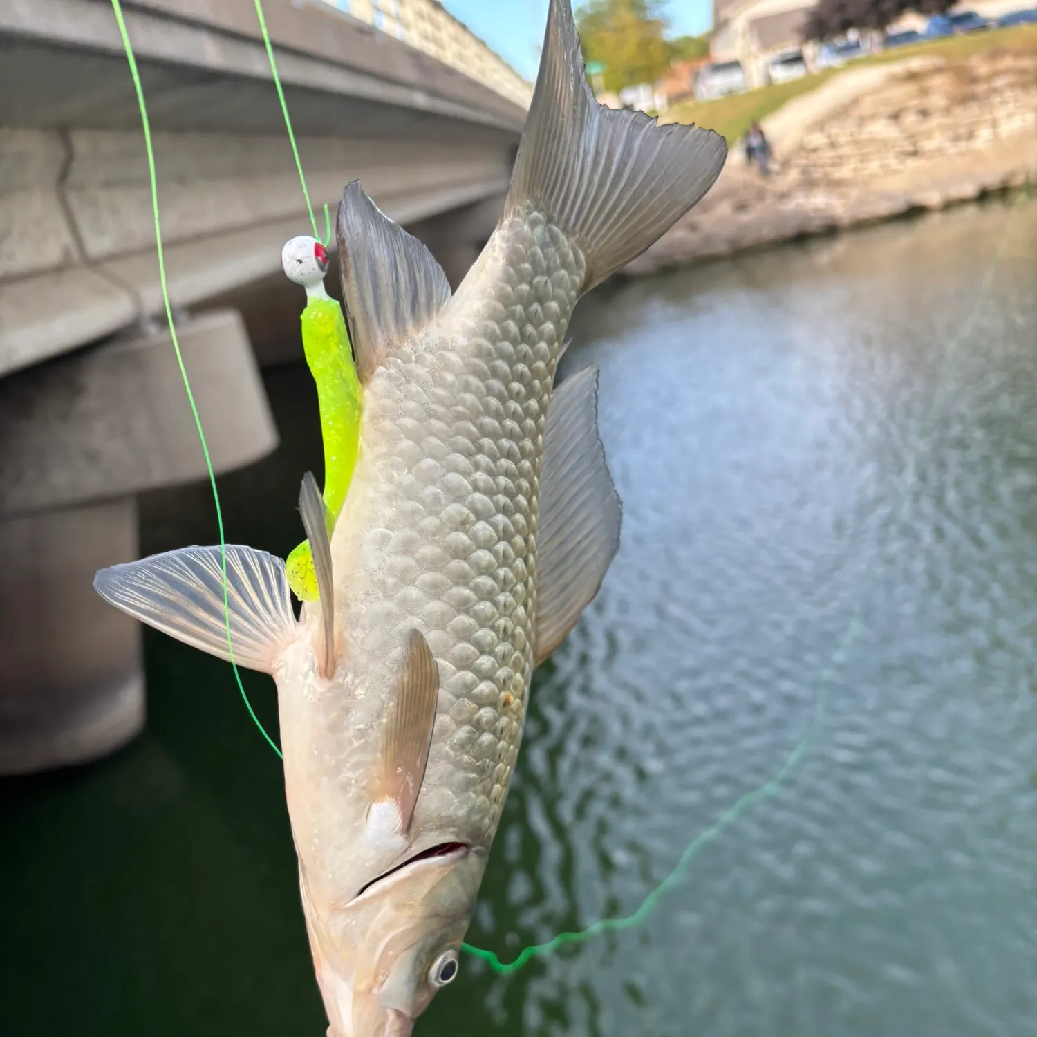 Common carp caught on Fishbrain