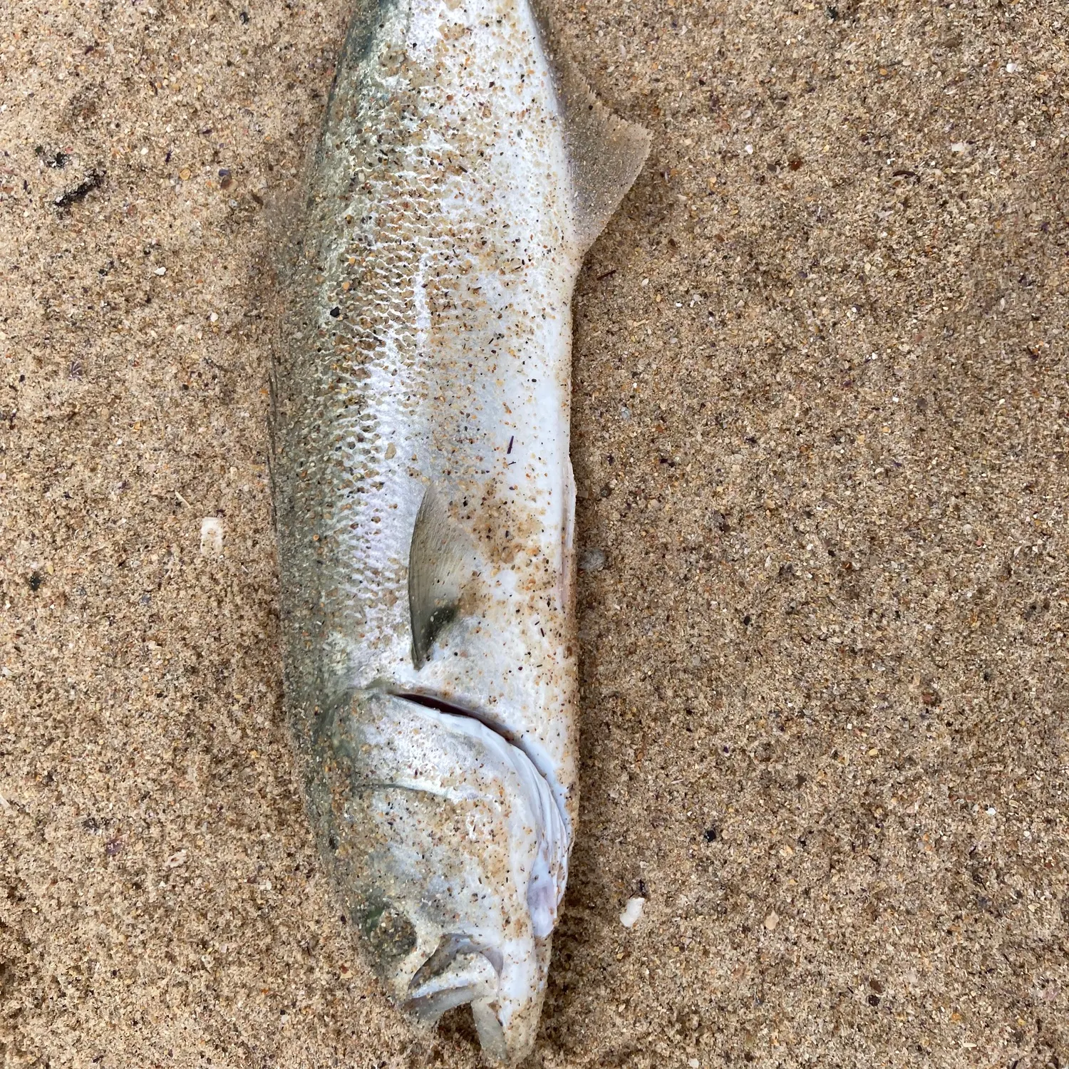 The most recent Bluefish catches on Fishbrain