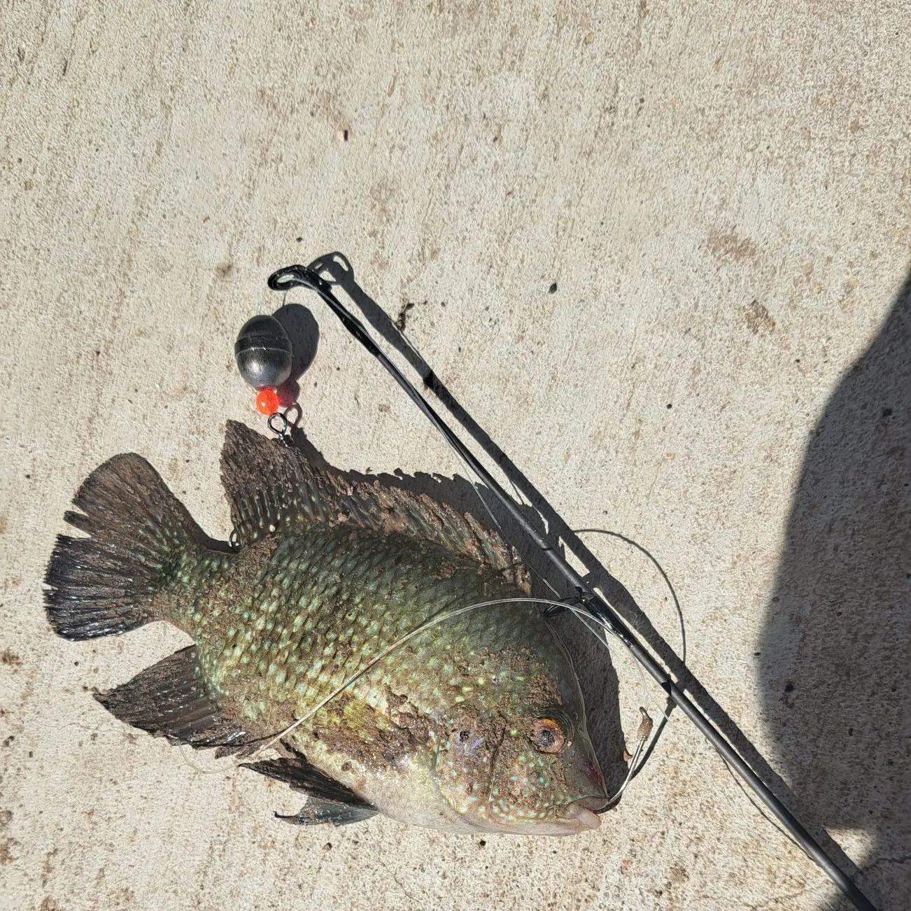 Rio Grande cichlid caught on Fishbrain
