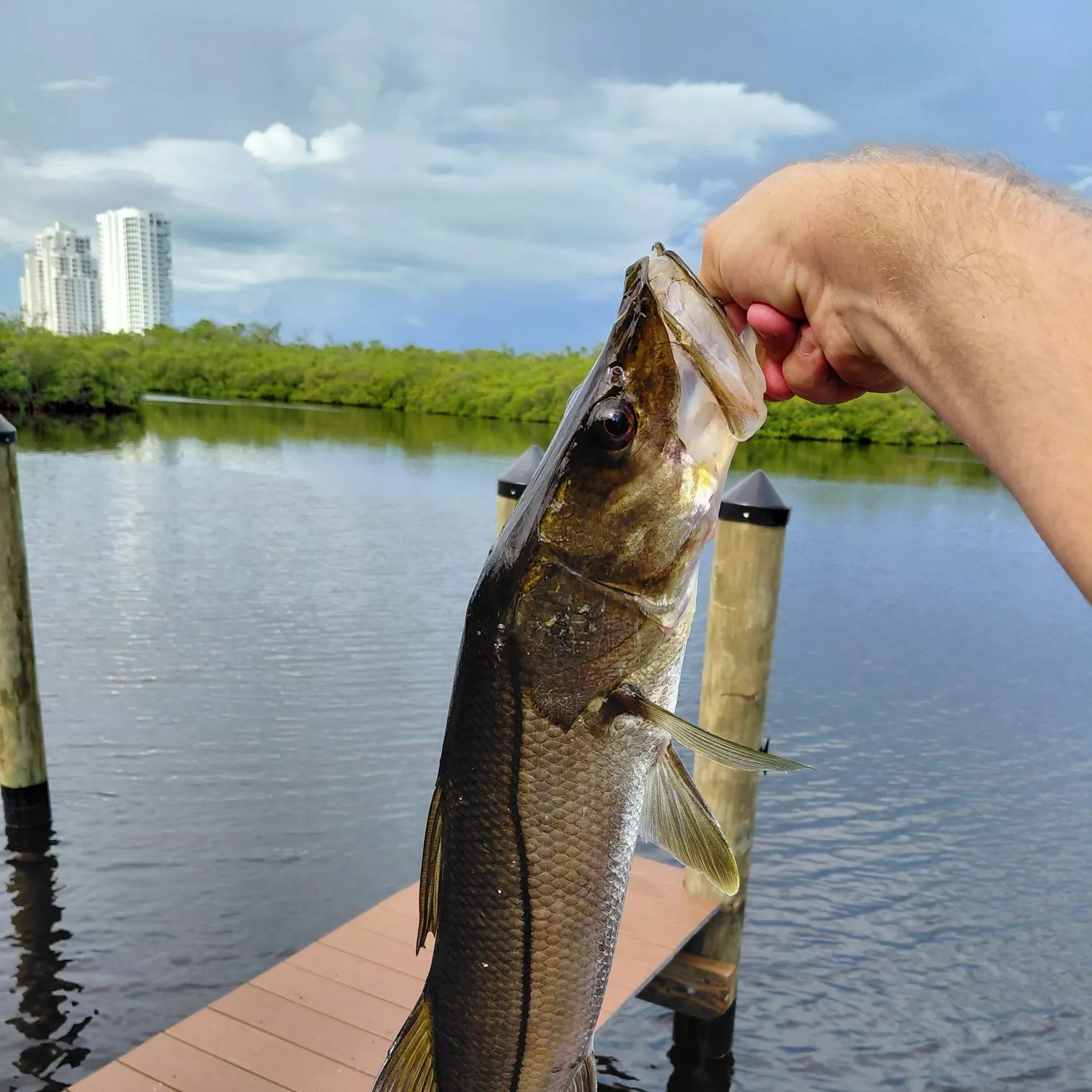 Common snook caught on Fishbrain