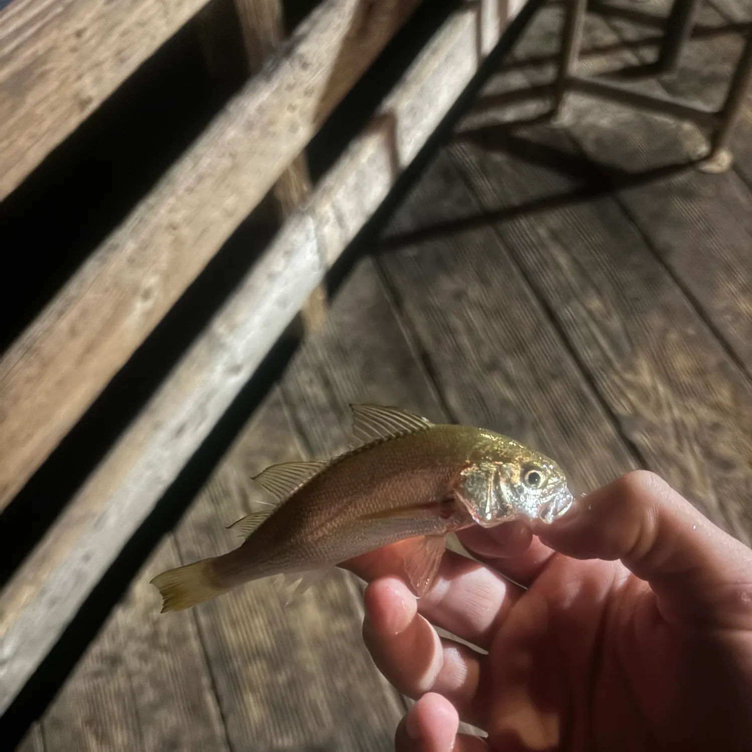 The most recent White croaker catches on Fishbrain