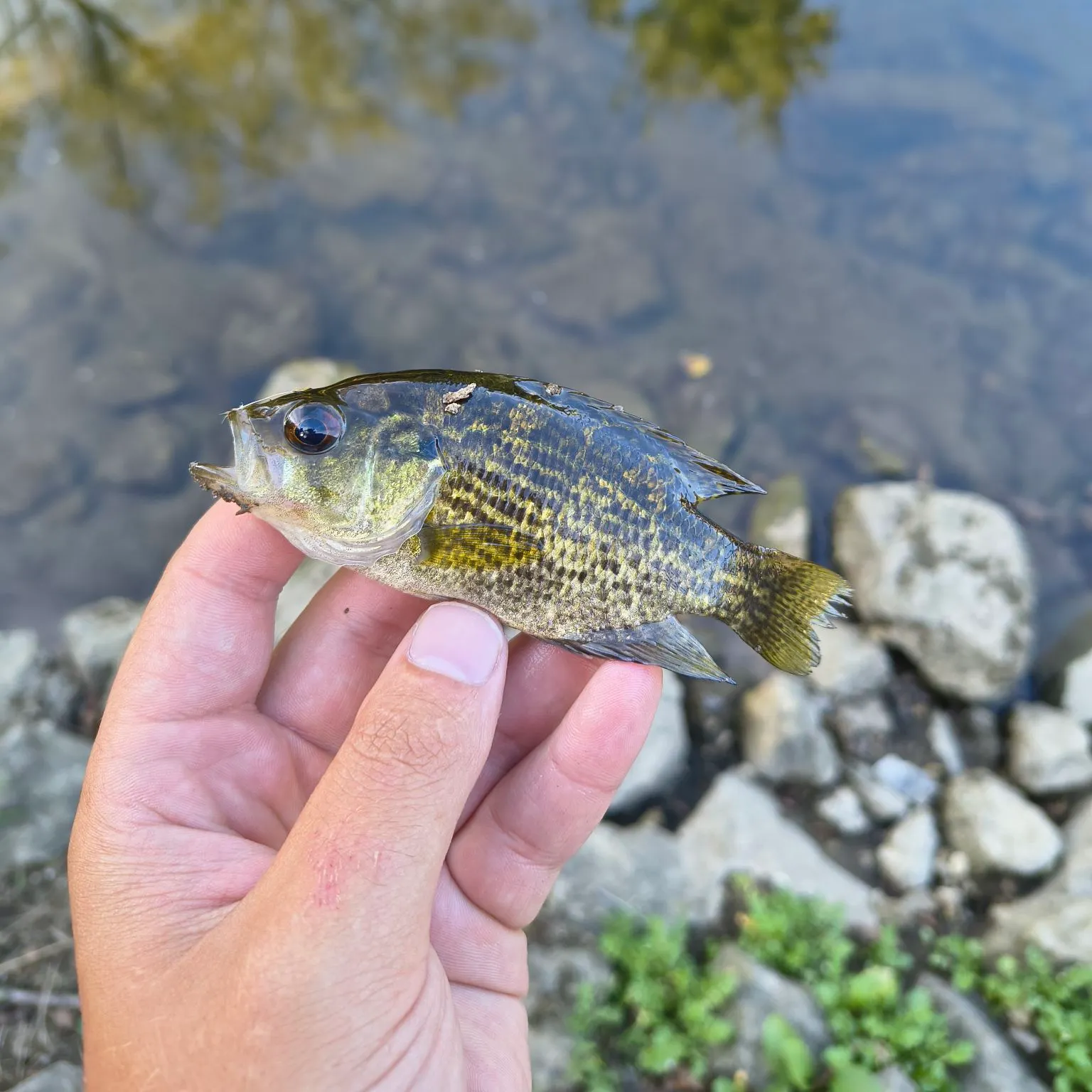 Rock bass caught on Fishbrain