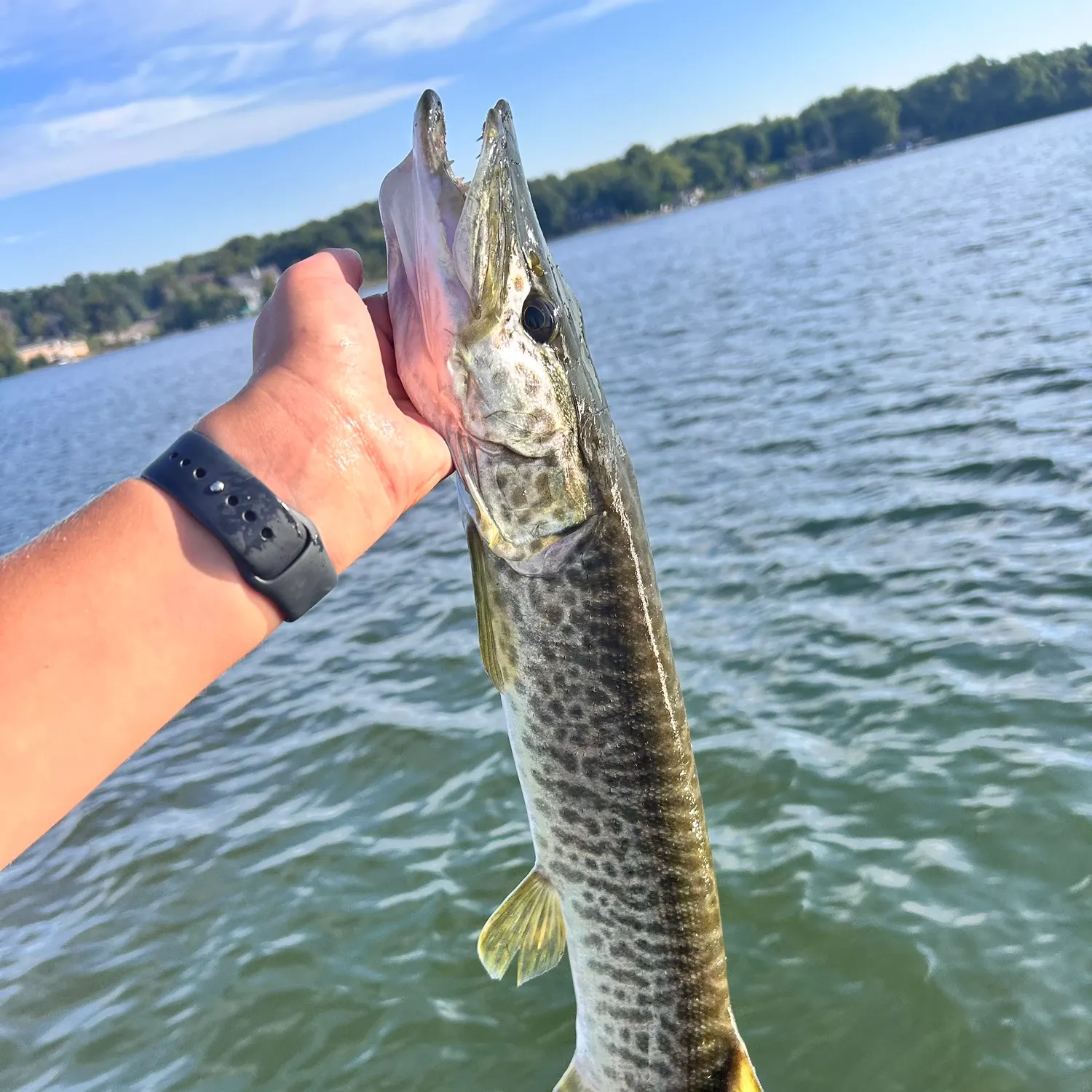 Tiger muskie caught on Fishbrain