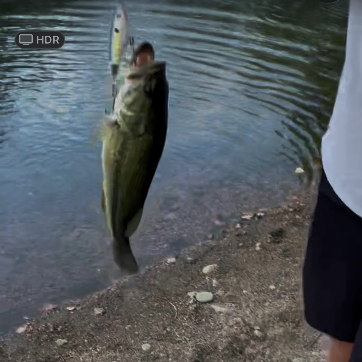 Largemouth bass caught on Fishbrain