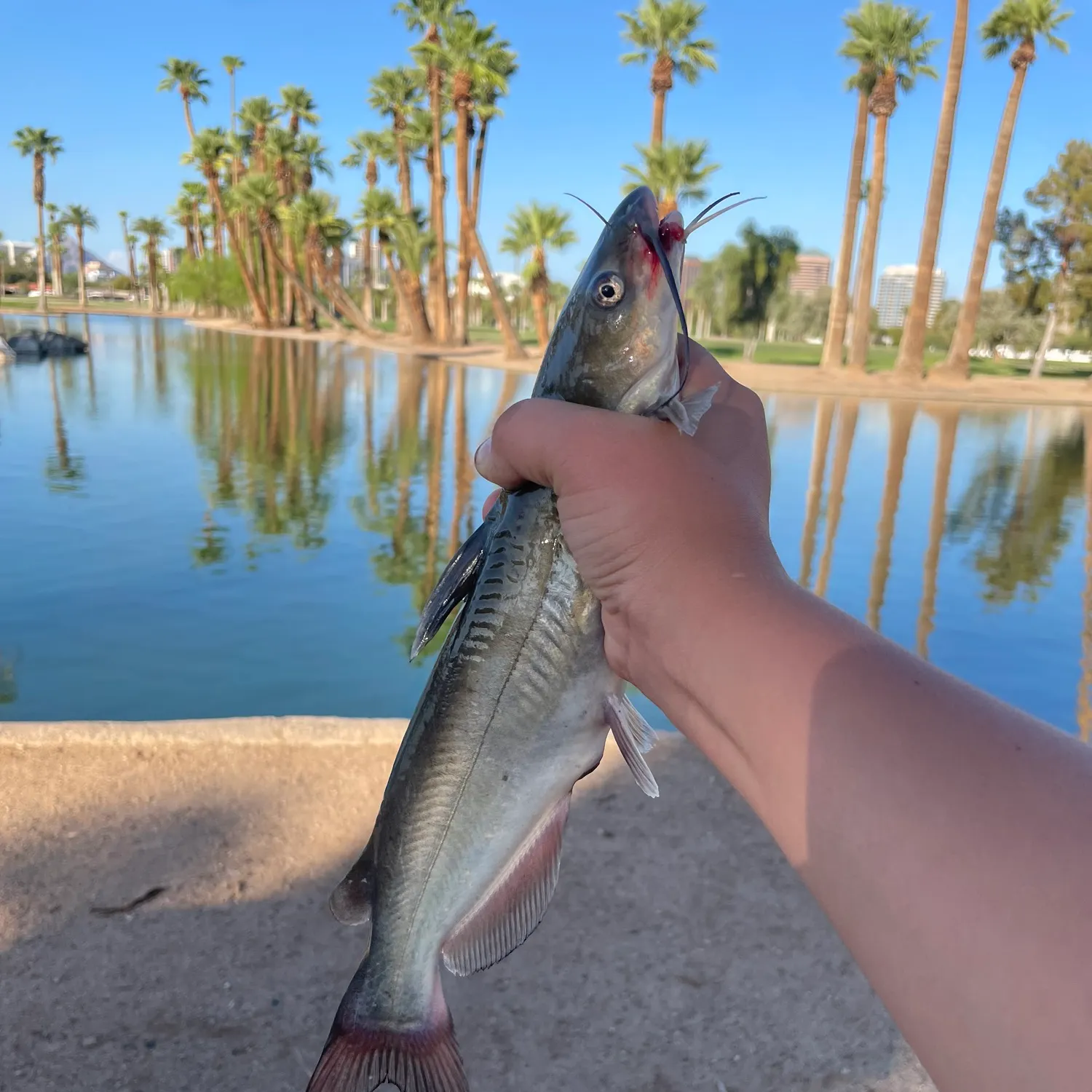 Channel catfish caught on Fishbrain