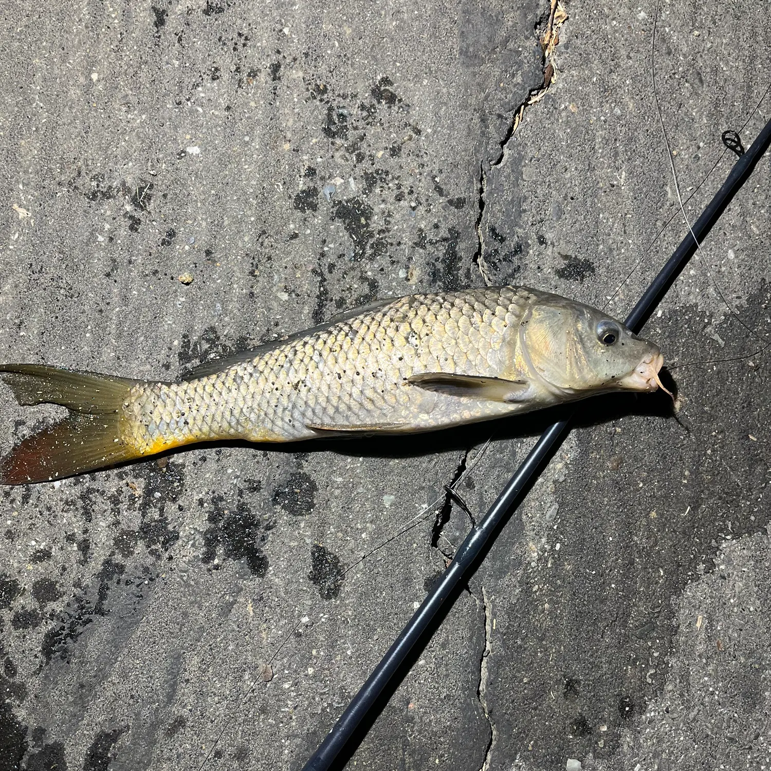 Common carp caught on Fishbrain