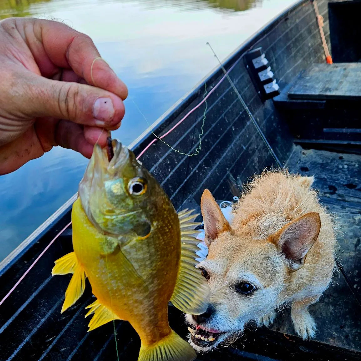 The most recent Redear sunfish catches on Fishbrain