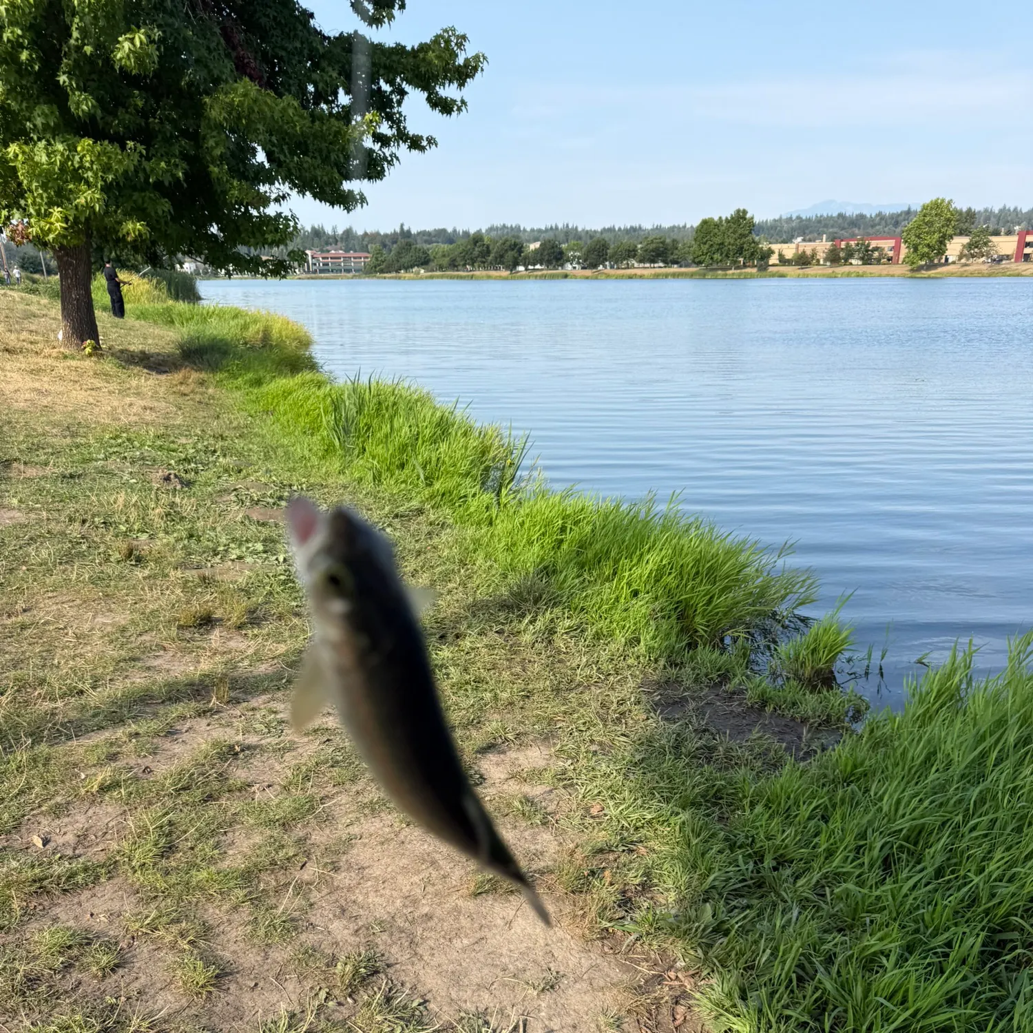 Rainbow trout caught on Fishbrain