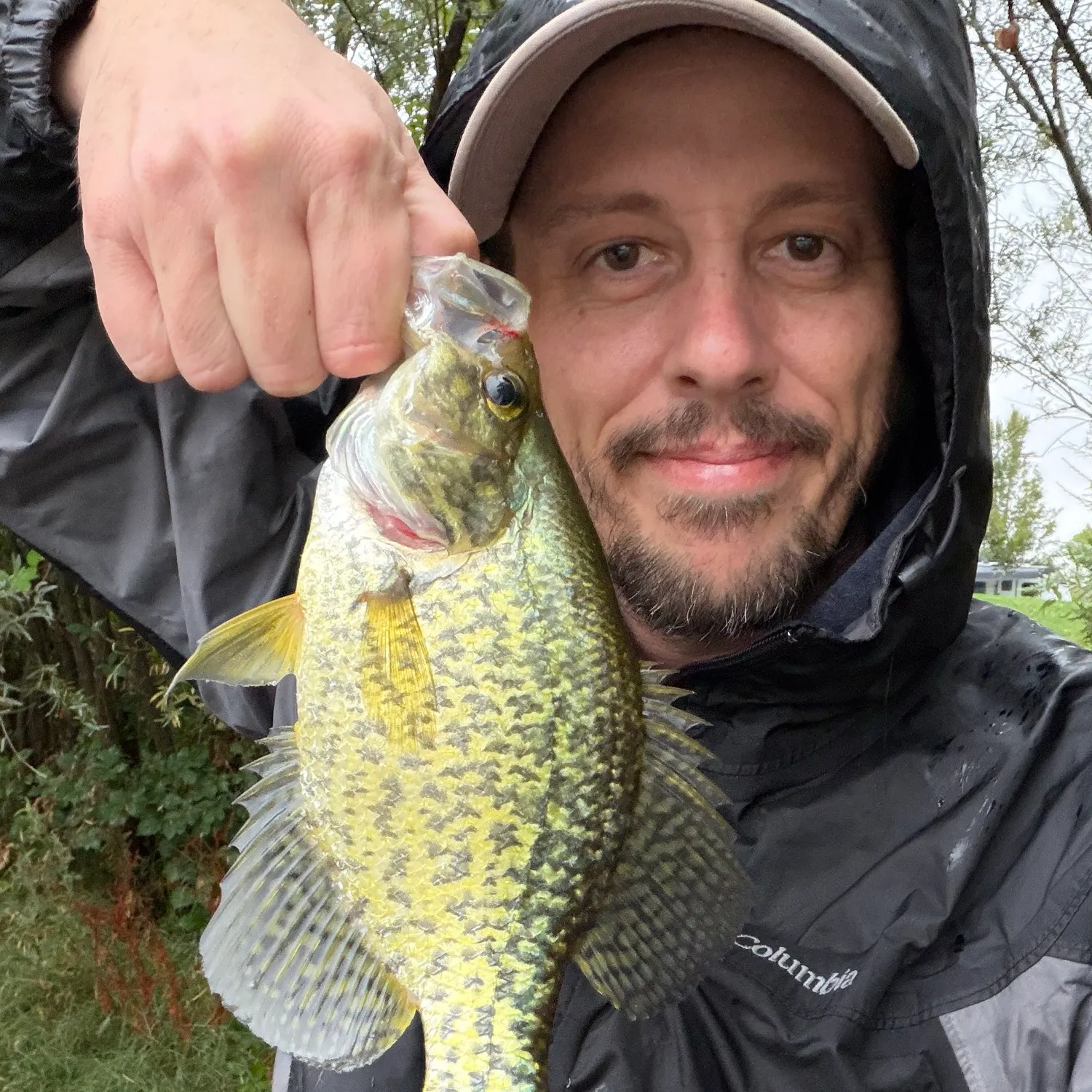Black crappie caught on Fishbrain