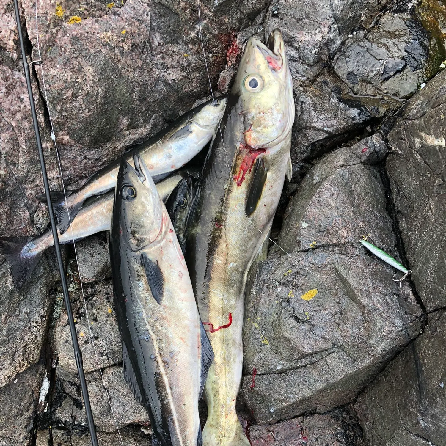 recently logged catches