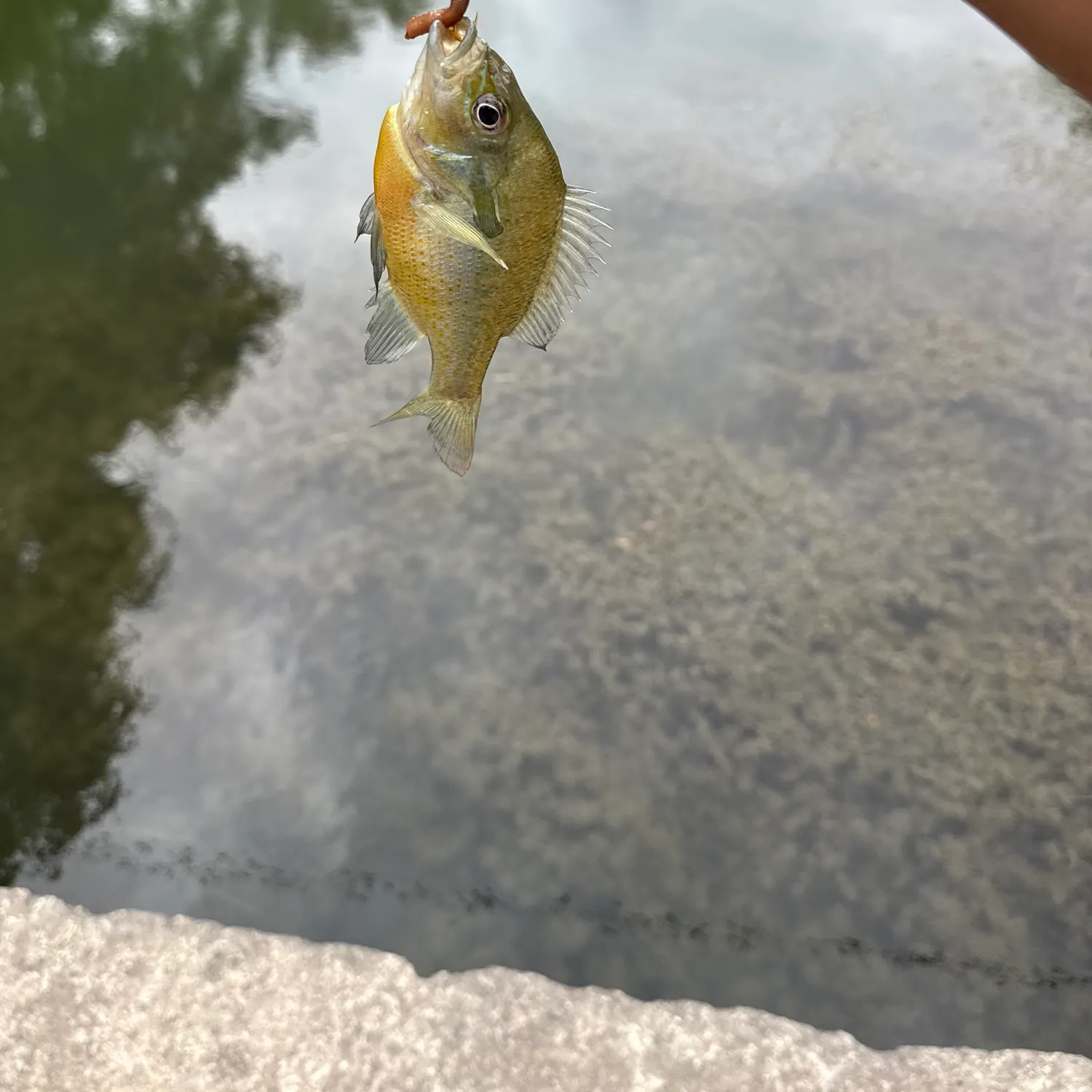 Yellow perch caught on Fishbrain