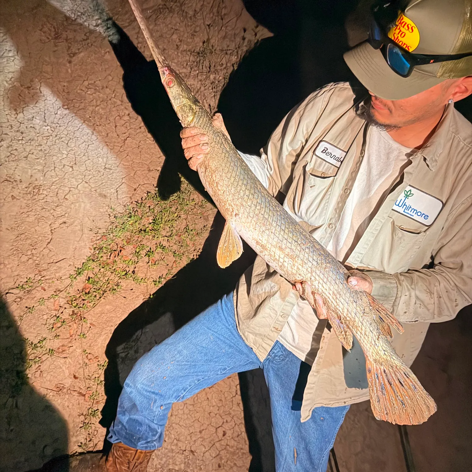 Longnose gar caught on Fishbrain