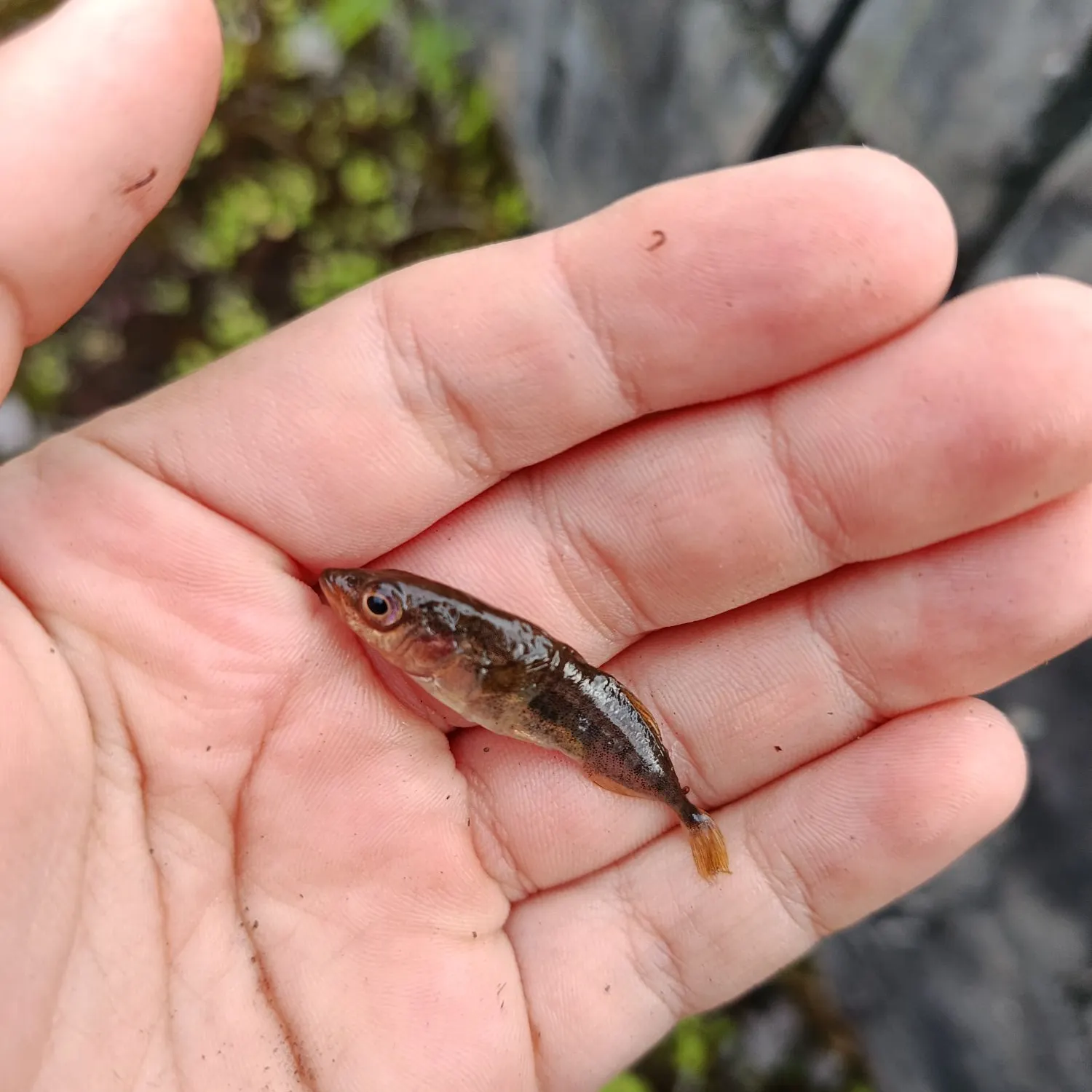 The most recent Three-spined stickleback catches on Fishbrain