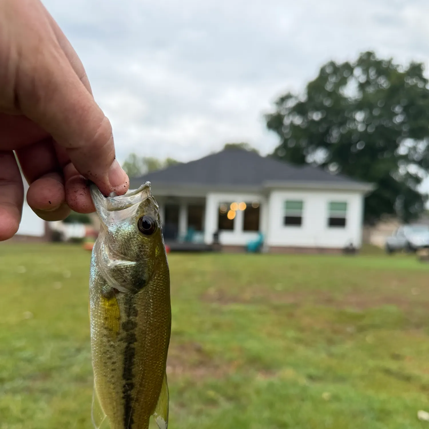 Spotted bass caught on Fishbrain