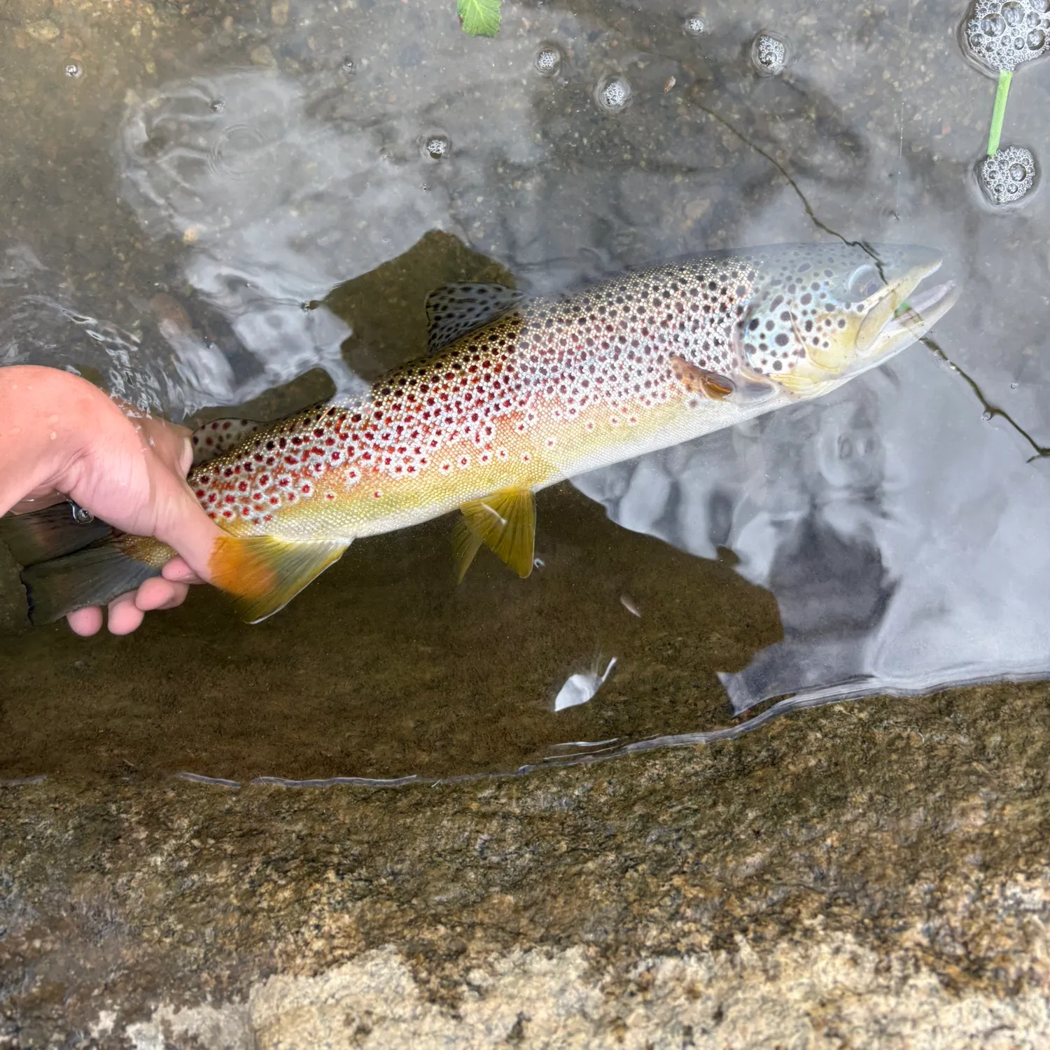 Brown trout caught on Fishbrain
