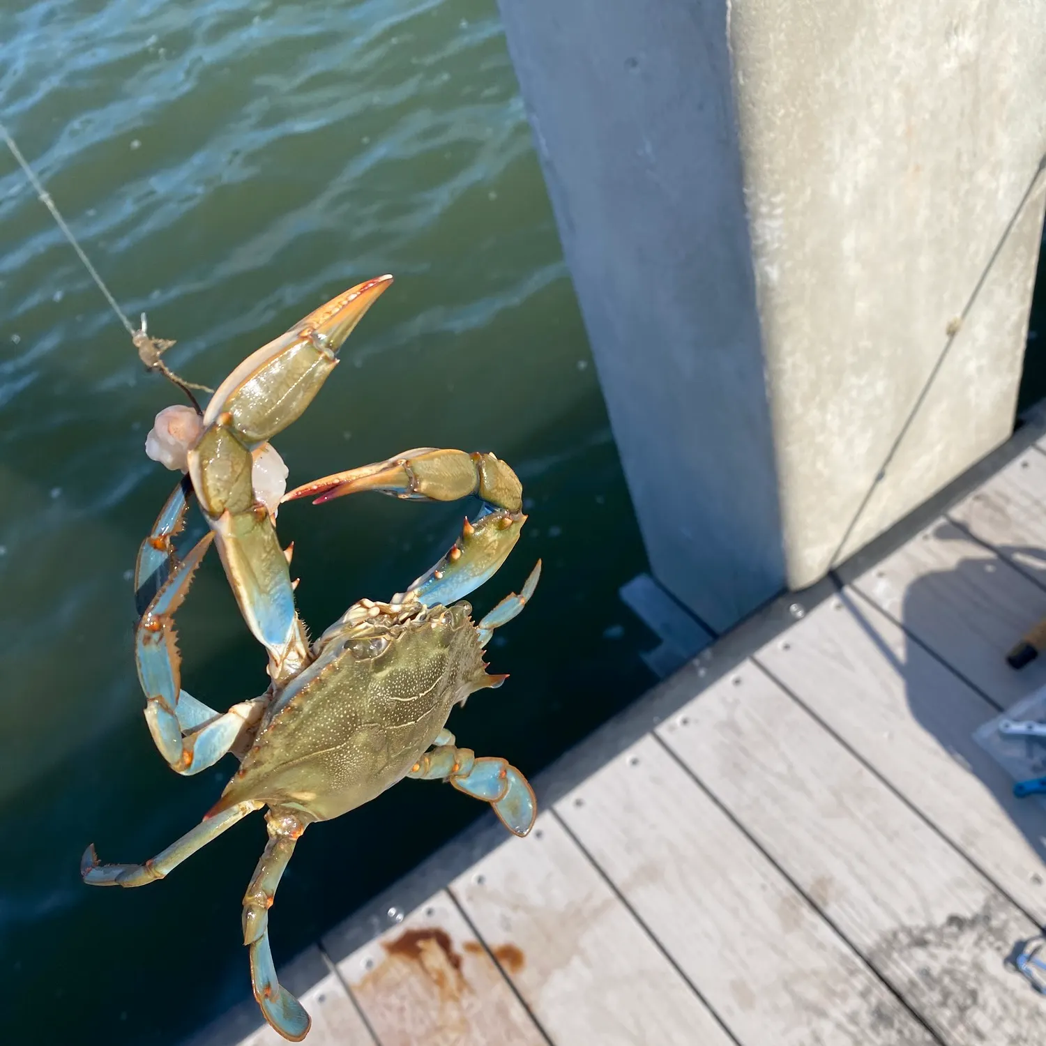 The most recent Blue swimmer crab catches on Fishbrain