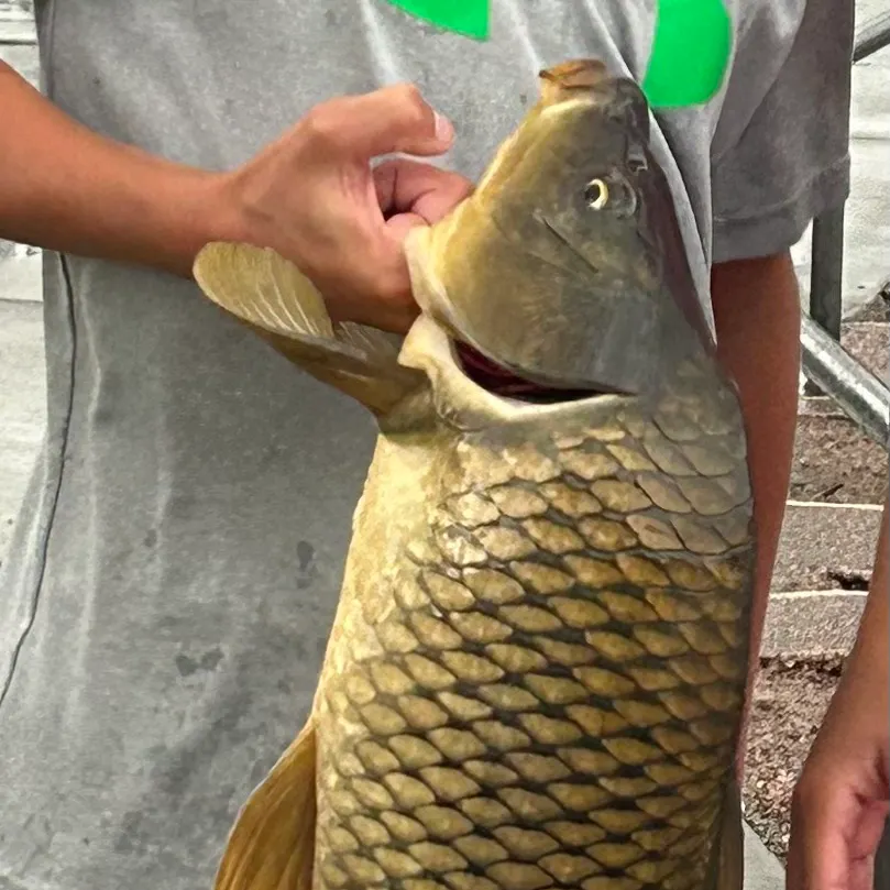 Common carp caught on Fishbrain