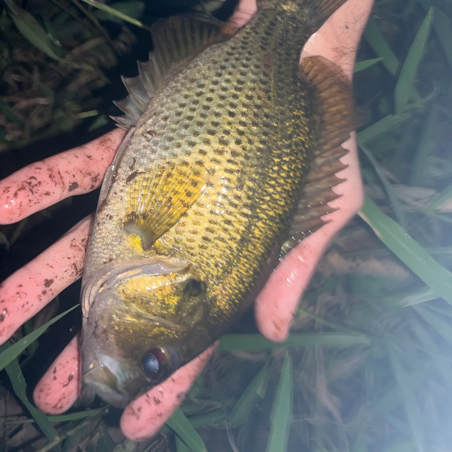 Rock bass caught on Fishbrain