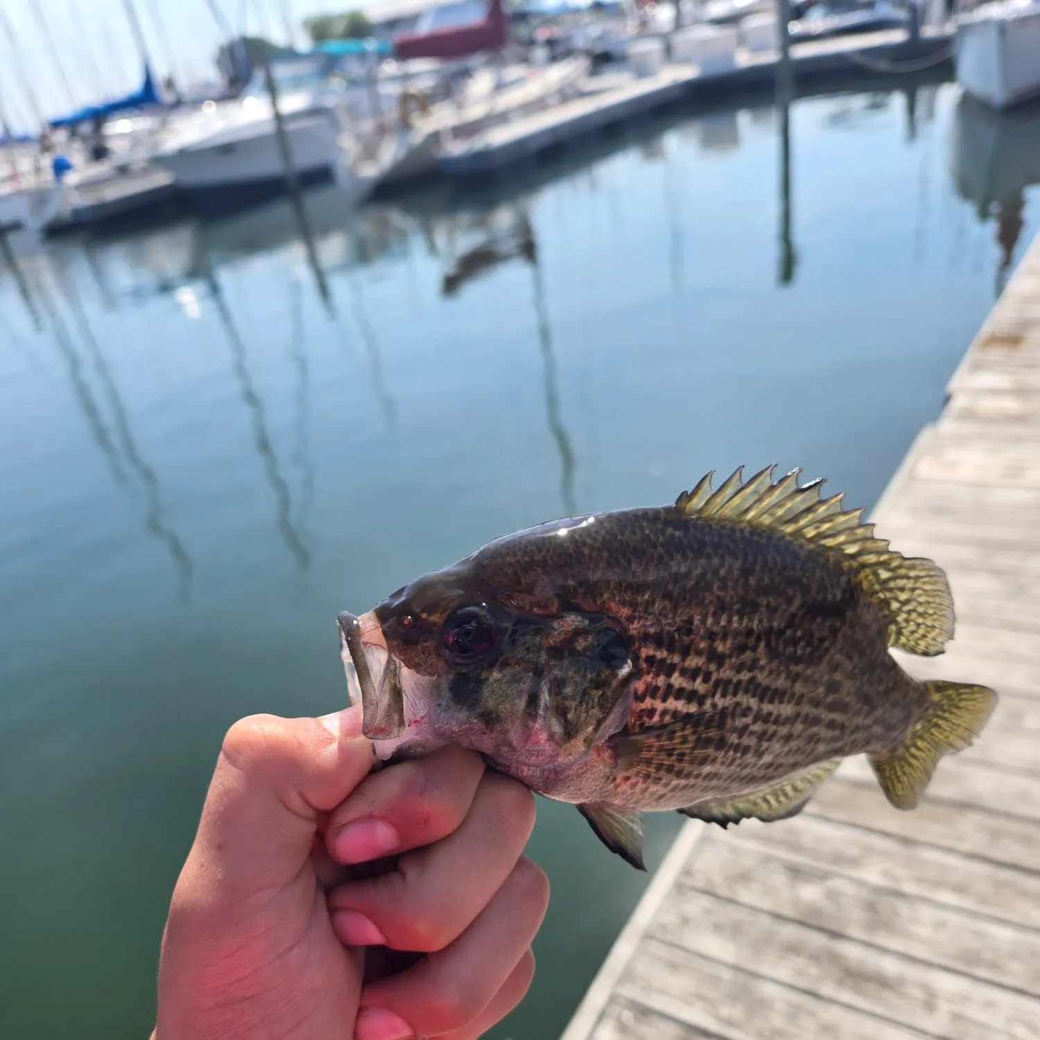 catch