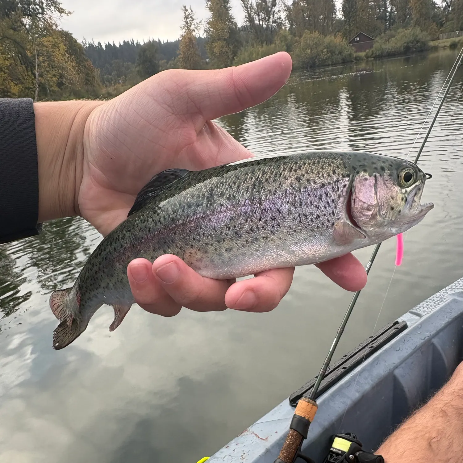 Rainbow trout caught on Fishbrain