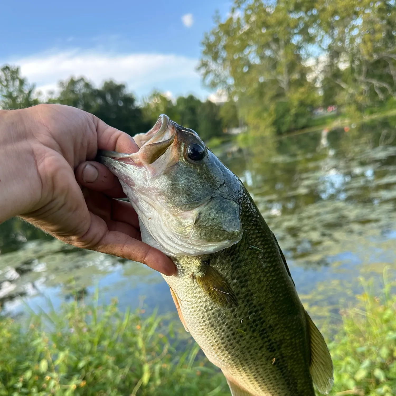 Largemouth bass caught on Fishbrain