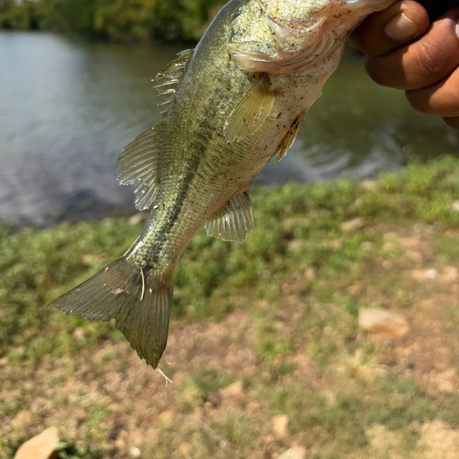 Fish caught on Fishbrain