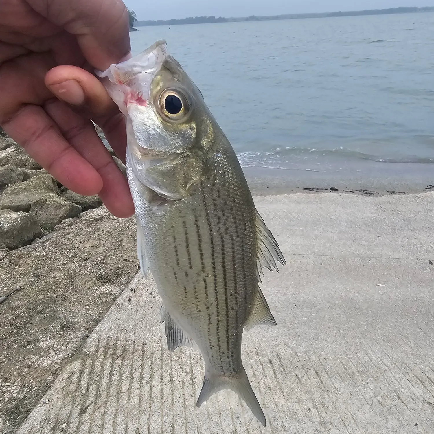 White bass caught on Fishbrain