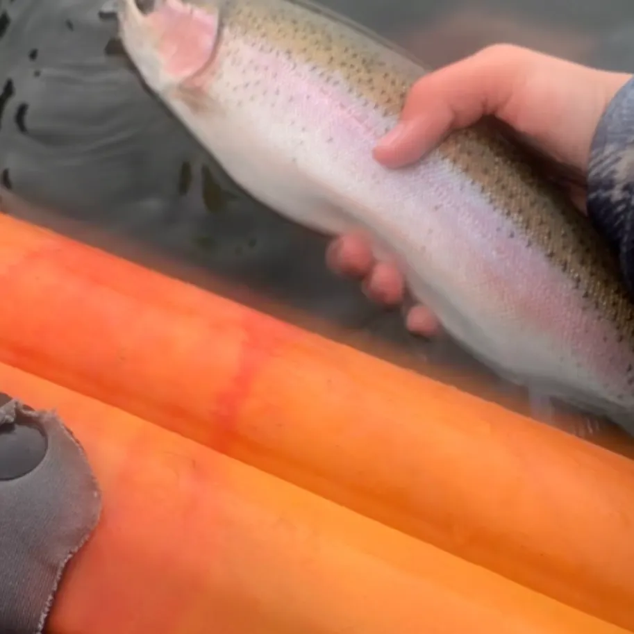 The most recent Kamloops trout catches on Fishbrain