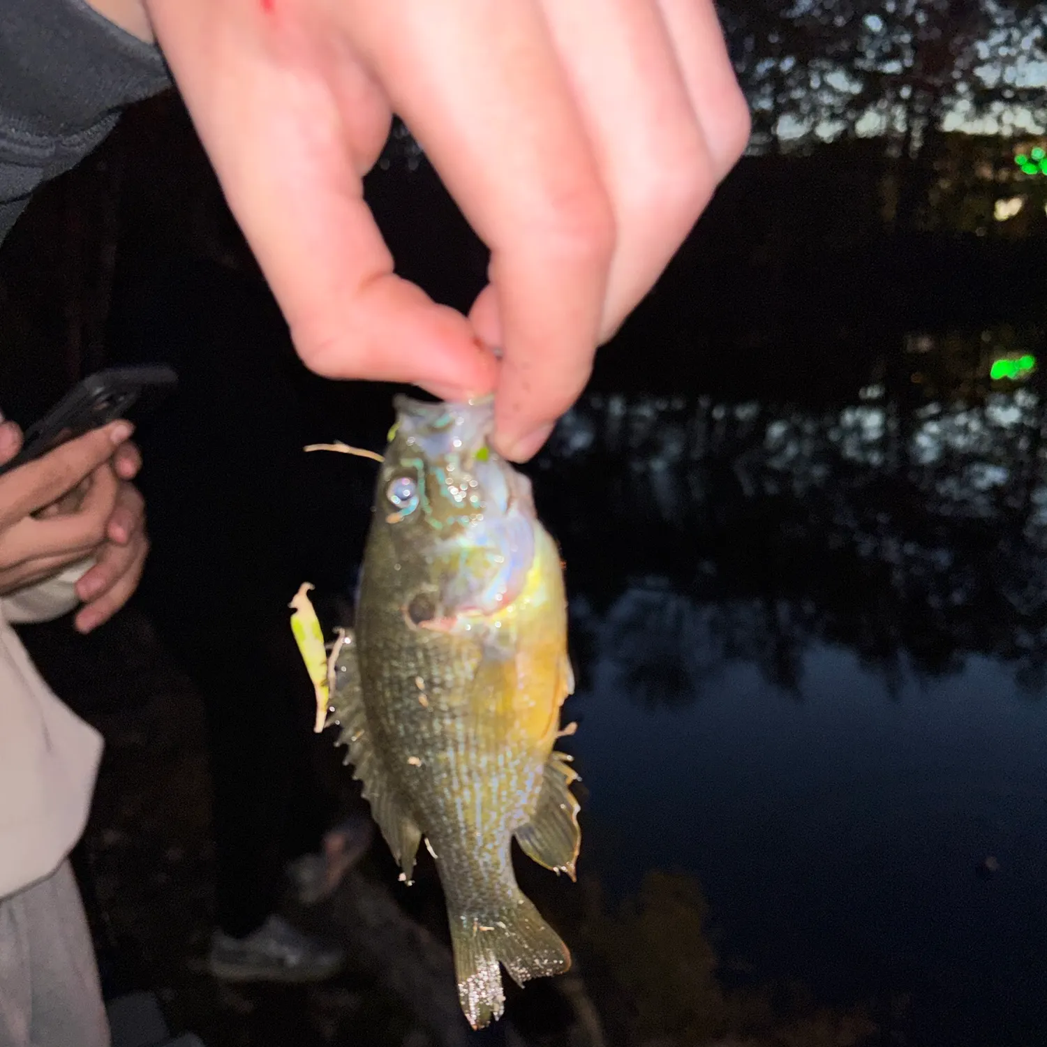 Green sunfish caught on Fishbrain