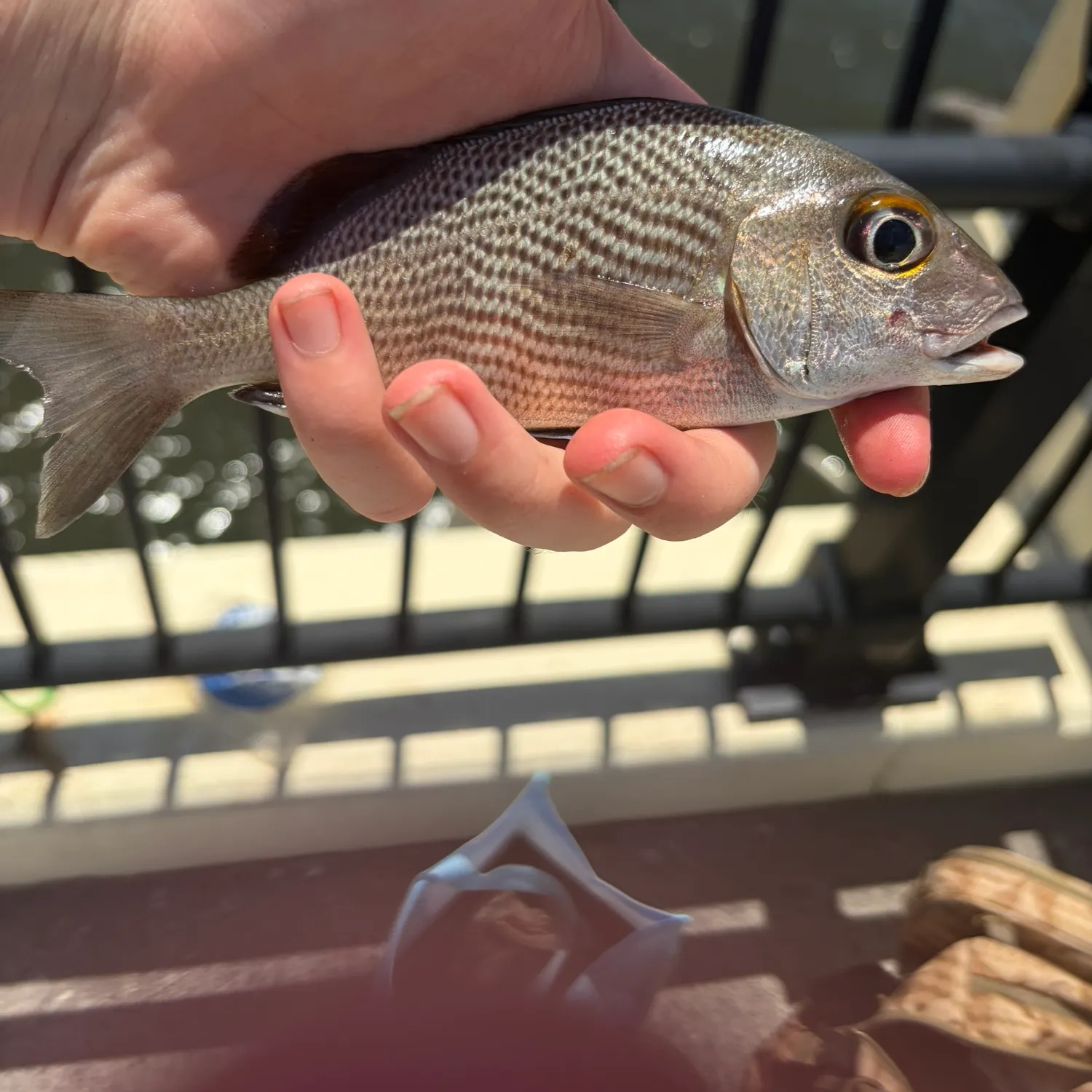 The most recent Sailor's choice grunt catches on Fishbrain